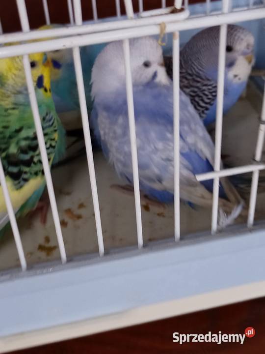 Sprzedam papugi faliste Mechlin sprzedam