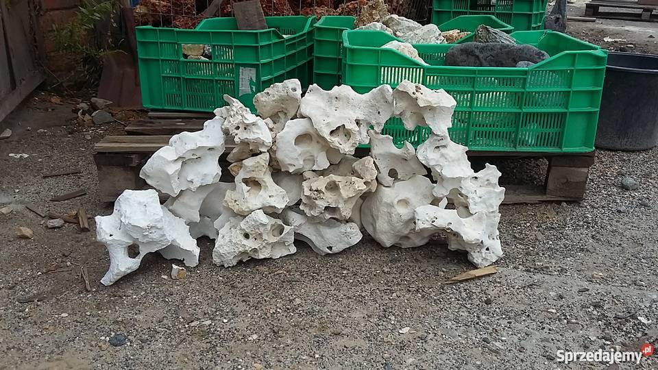 Wapień filipiński 6 Wrocław