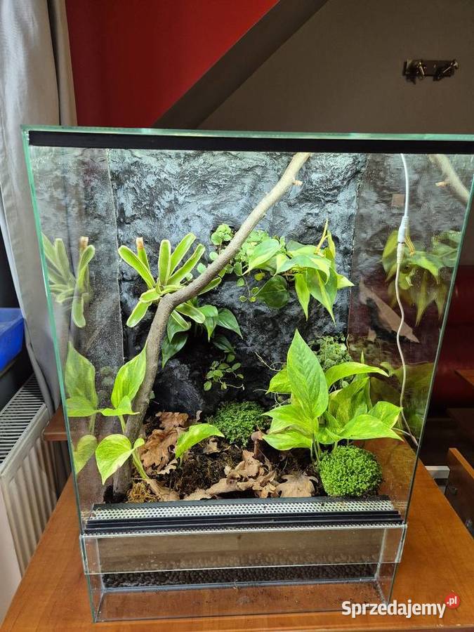 Terrarium Tropikalne 40x40x60 Terrarystyka Oświęcim