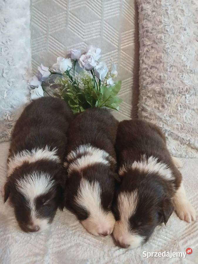 Border collie czekoladowo białe Toruń