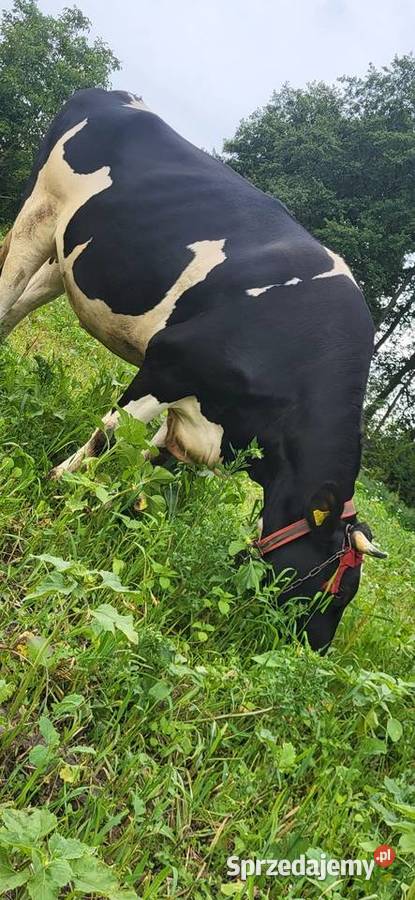 Sprzedam jałówke wysoko cielna lubelskie