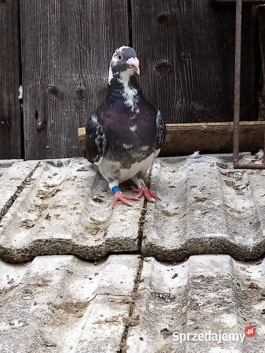 Mulemansy sprzedam parę młodych Zakliczyn