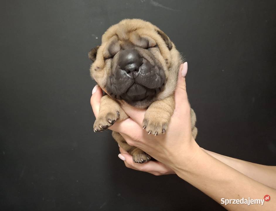 Szczenięta Shar Pei FCI kujawsko-pomorskie
