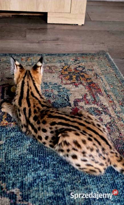 Serwal Afrykański Leptailurus serval przepiękna Katowice