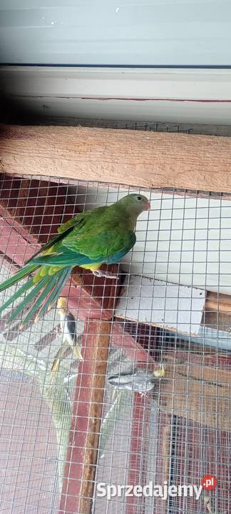 Barabanda Kobyłki sprzedam