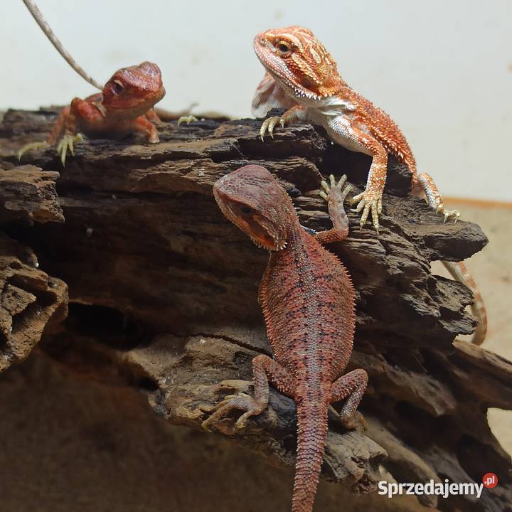 Agama Brodata Jaszczurka Początkujących