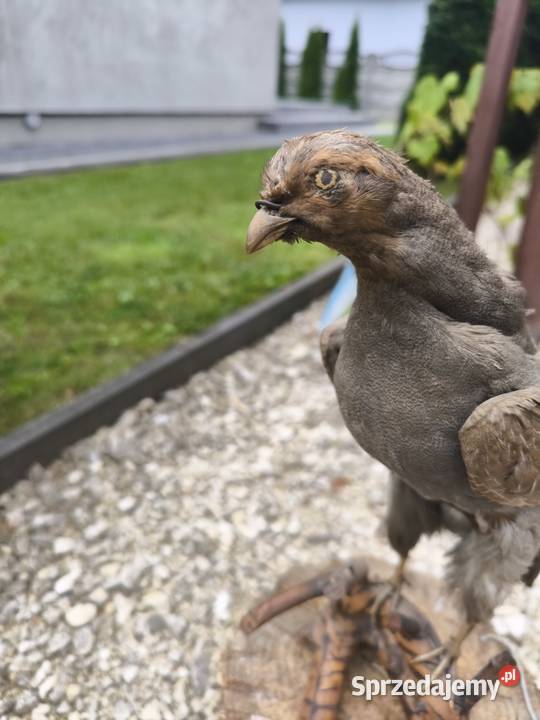 Kuropatwa na drewnianym drewienku Radomsko