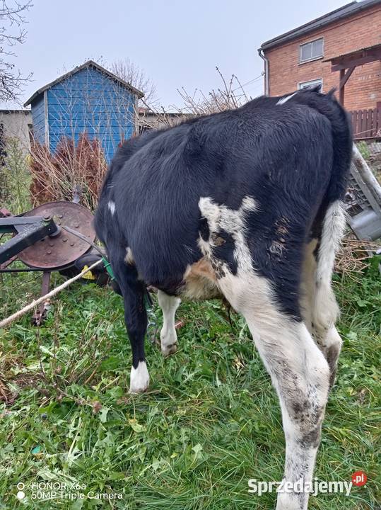 Sprzedam byczki Piątek sprzedam
