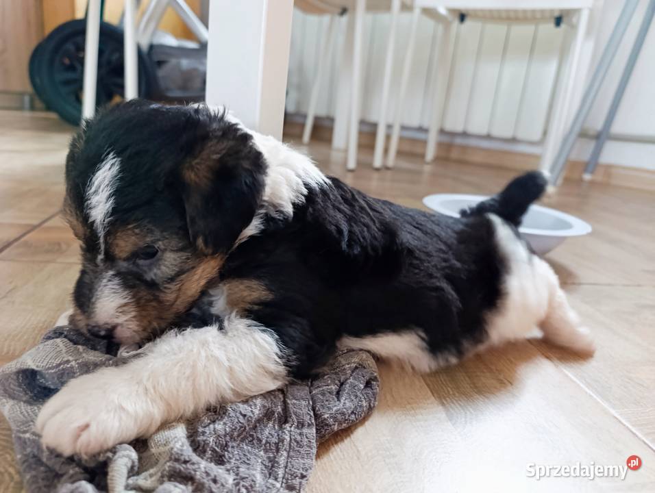 Foksterier tricolor szorstkowłosy sprzedam