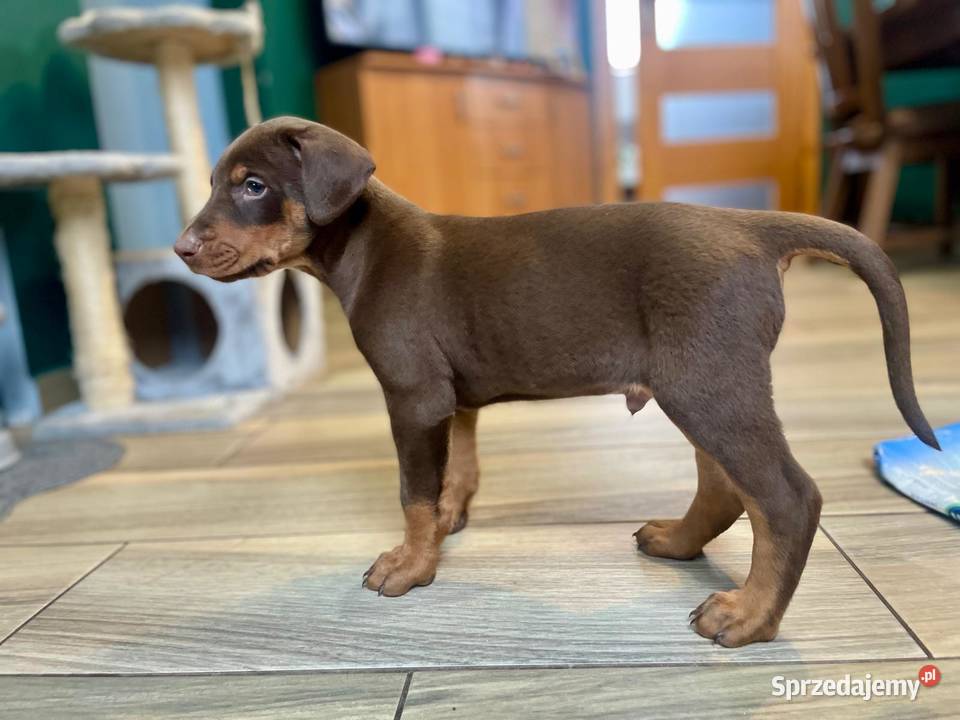 Doberman lubelskie Romanów