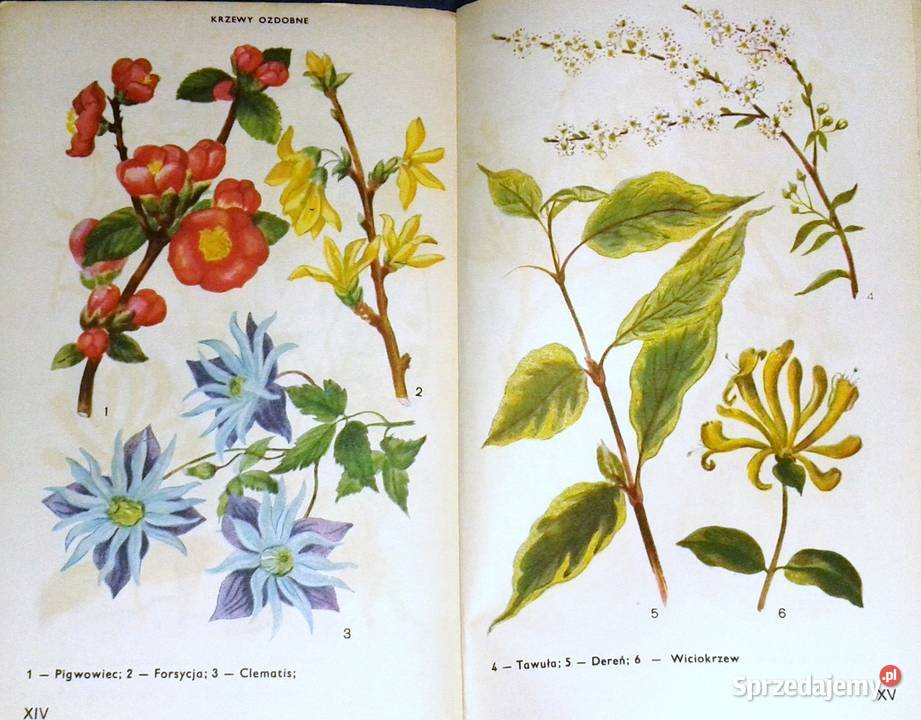 Ogród przedszkolny E i J Frątczakowie Rok wydania 1977 Chełm sprzedam