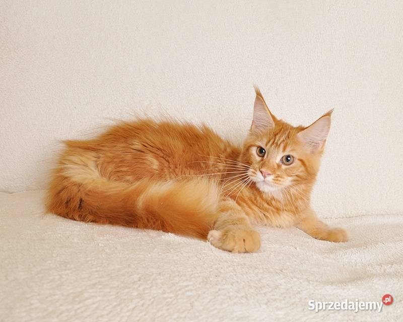 Śliczny rudeczek GOTOWY DO ODBIORU Legalna Maine Coon