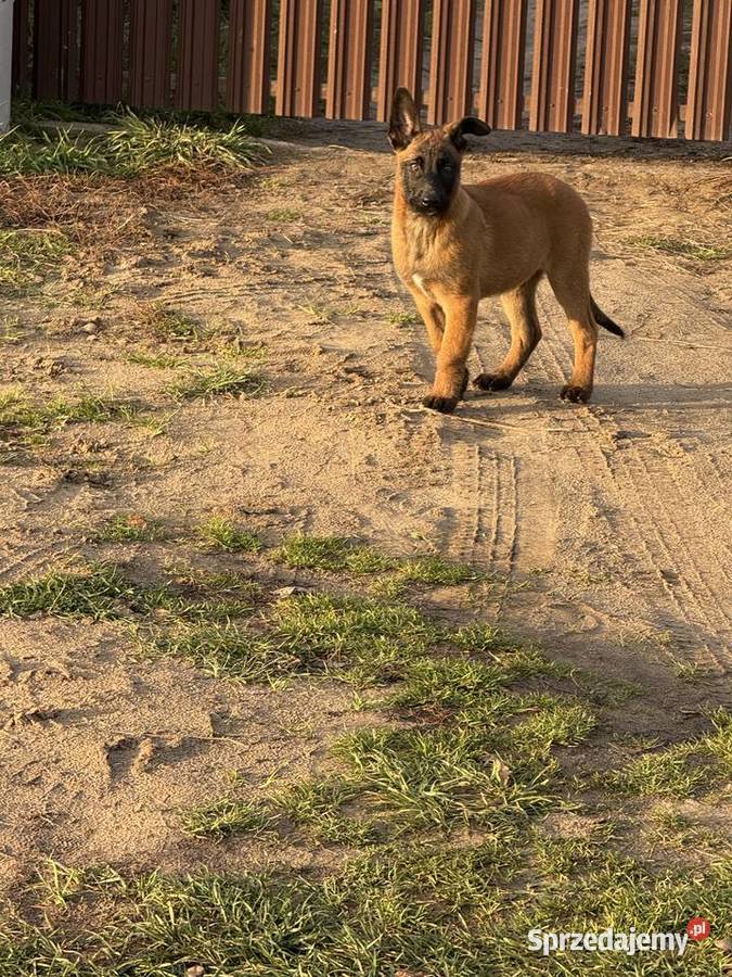 Owczarek Belgijski Zambrów