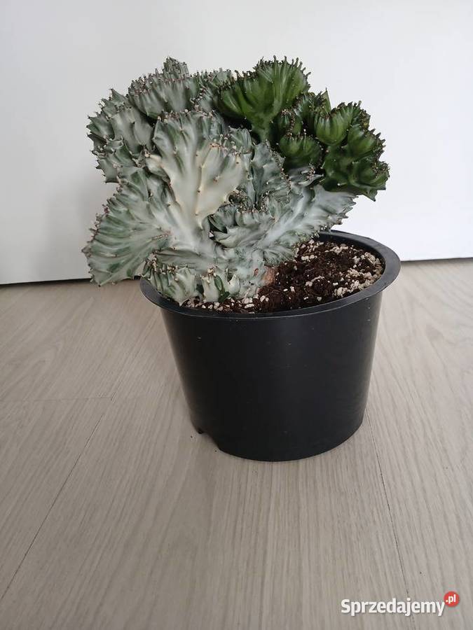 Euphorbia Lactea White Ghost Cristata Częstochowa sprzedam
