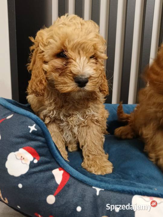 Cockapoo F1 Cocker Spaniel Pudel Miniaturowy sprzedam
