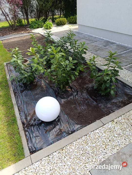 Usługa ogród Pozostałe Choszczno