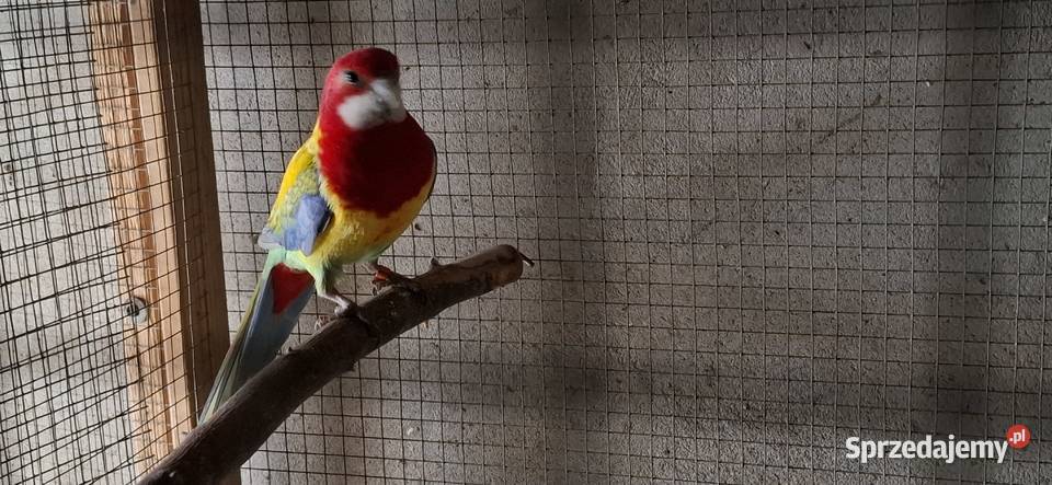 Rozella białolica samiec 2024r śląskie Częstochowa