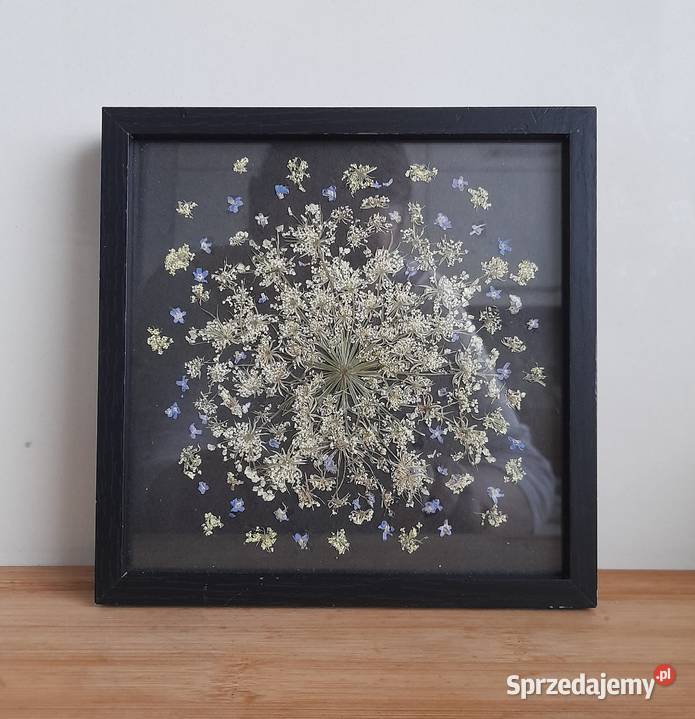 Obraz Kwiatowy Kompozycja Niezapominajki w Rotmanka