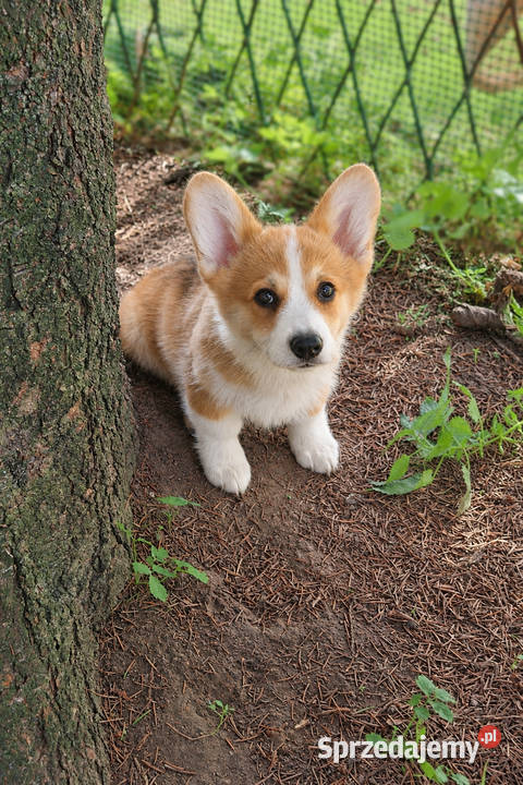 Welsh Corgi Pembroke Chłopak Kraków