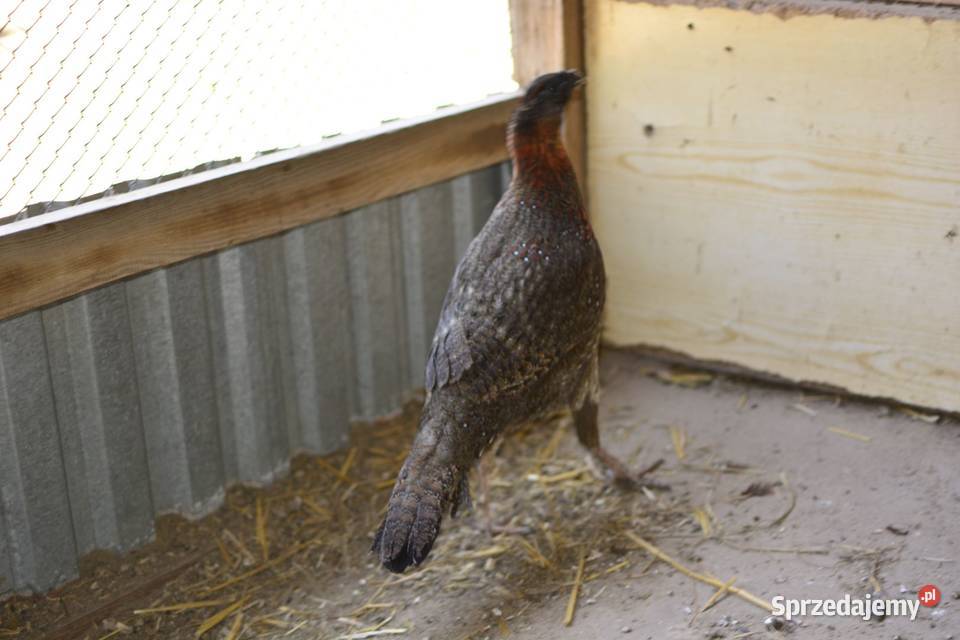 Bażanty tragopany satyry Ptaki podkarpackie Rzeszów