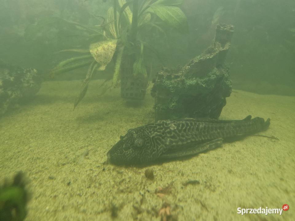 Sprzedam rybki akwariowe Szalejów Dolny sprzedam