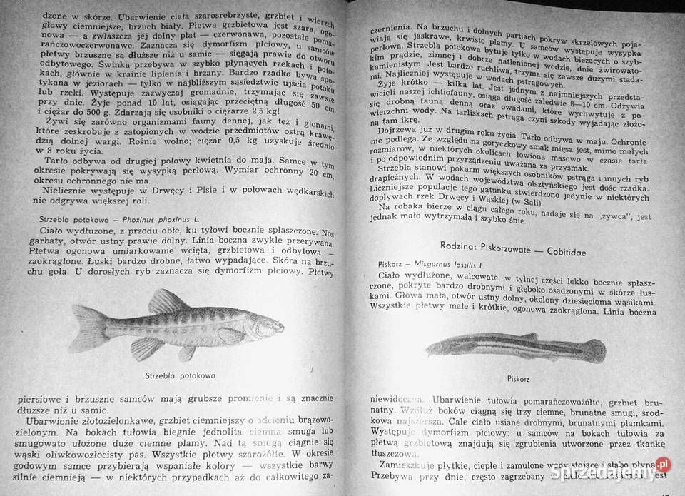Przewodnik wędkarski jeziorach olsztyńskich Chełm