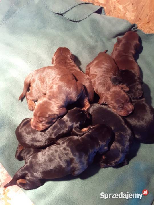 Gończy Polski szczenięta Charzyno