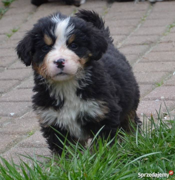 Berneński Pies Pasterski szczenięta ZKwPFCI Berneński Pies Pasterski Gdynia