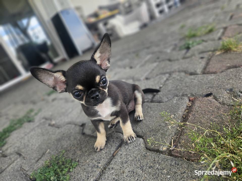 Mini dziewczynka chihuahua 11 tyg Wrocław sprzedam