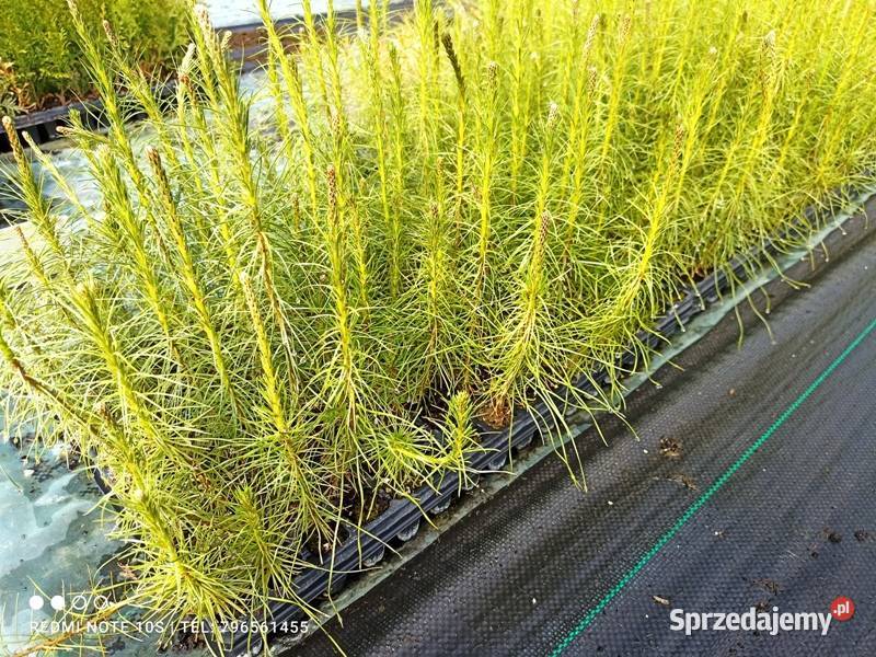 Pinus Sylvestris sadzonka Wrocław 075 gr Iglaste dolnośląskie