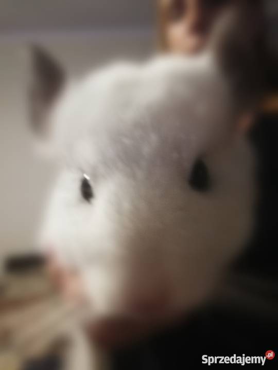 Szynszyl biały samiec Tarnowskie Góry sprzedam