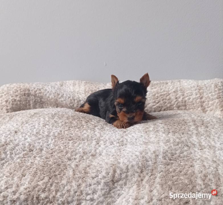 Yorkshire terrier Śliczna mini suczka Nowe Miasteczko