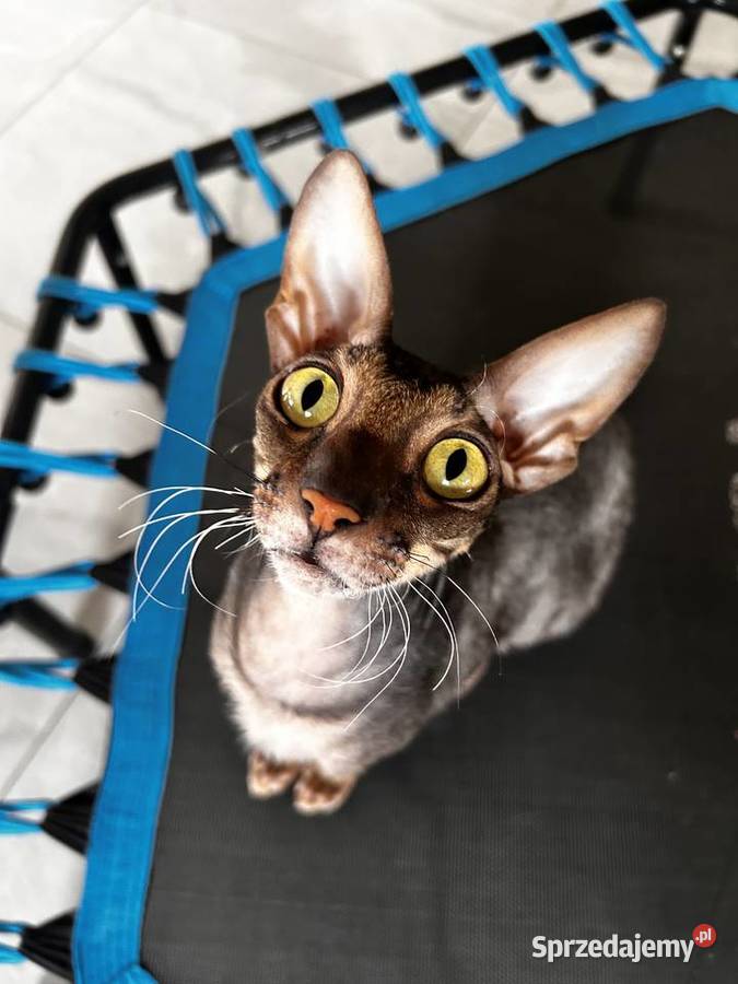 Cornish Rex kocur i kotka płatna adopcja Żory