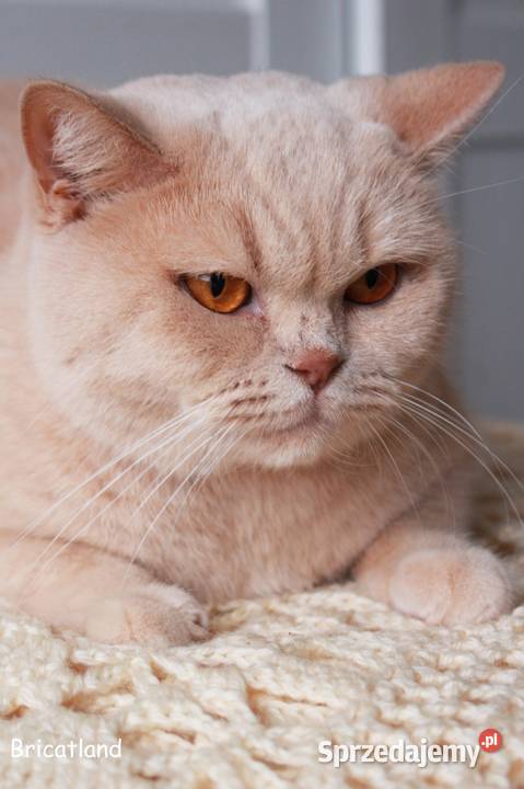 brytyjska kotka kremowa Inowrocław