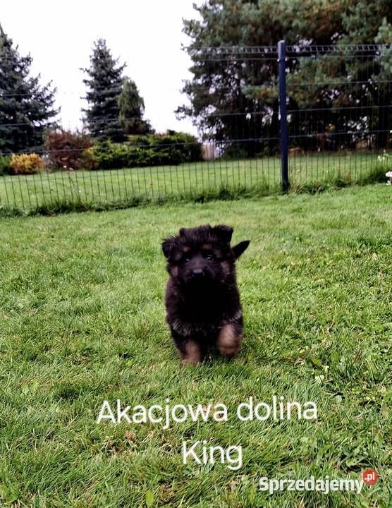 Szczeniaki owczarka niemieckiego długowłosego Mykanów