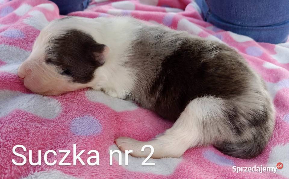 Border collie FCI Dębica