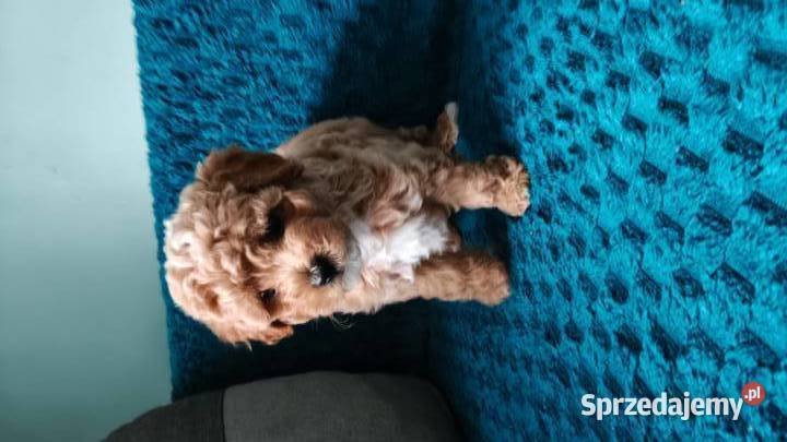 Suczka Maltipoo Pozostałe kujawsko-pomorskie Brzozie