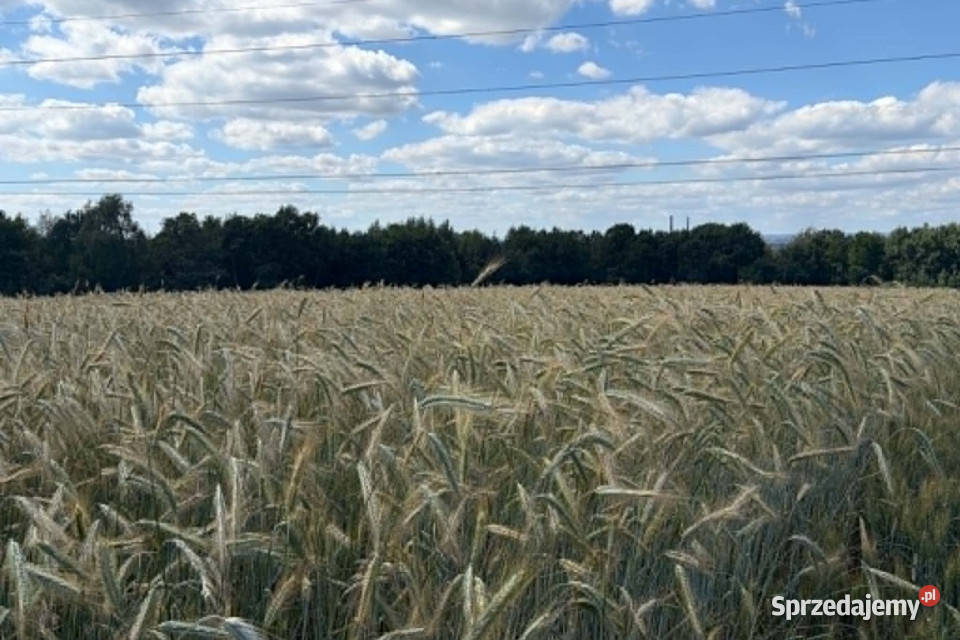 Działka rolna Radziszów gmina Skawina rolna Sprzedaż sprzedam