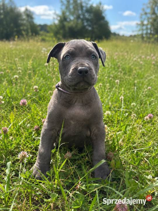 Amstaff blue wielkopolskie