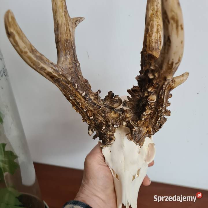 NPWOŚĆ Kopia rekordu świata Czechy 810 gr 223CIC śląskie Orzesze