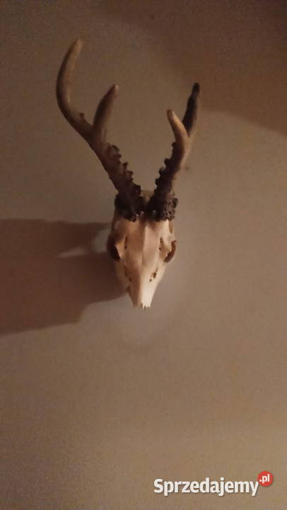 Rogi Pozostałe Toruń