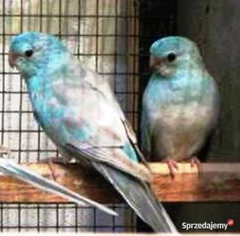 Świergotka Niebieski Pastel