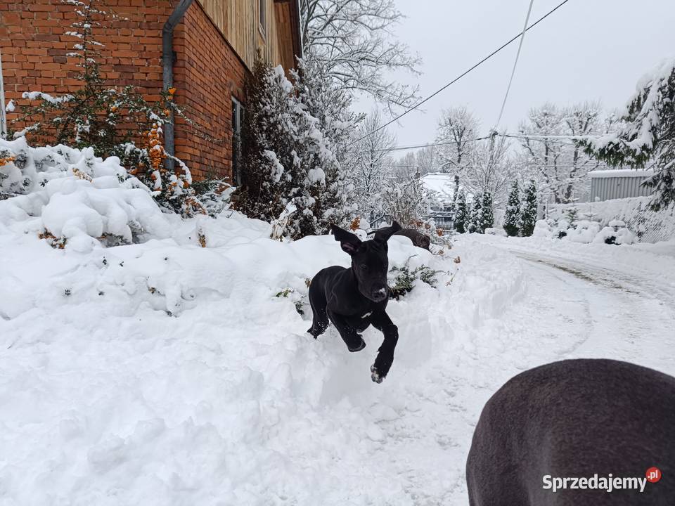 Dog niemiecki Słopnice