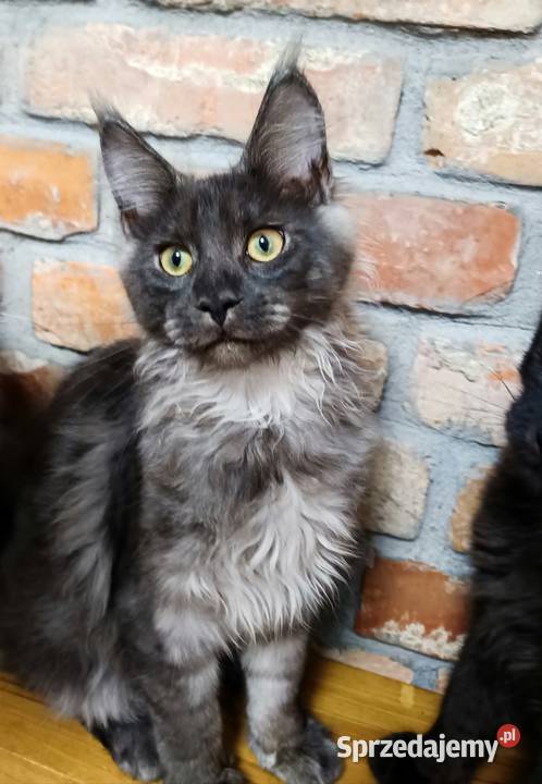 Phantome Noir – wyjątkowy kocurek Maine Coon black smoke FPL, do hodowli Czempiń