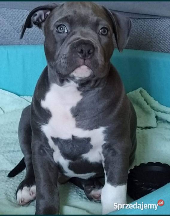 Facebook Blu raj hodowla Amstaff Instagram