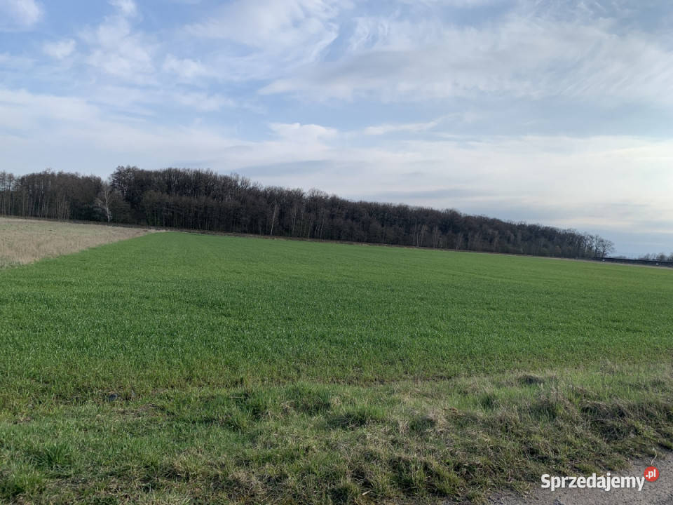 Działki rolne w Pątnowie Legnickim rolna Sprzedaż Grunty i działki dolnośląskie