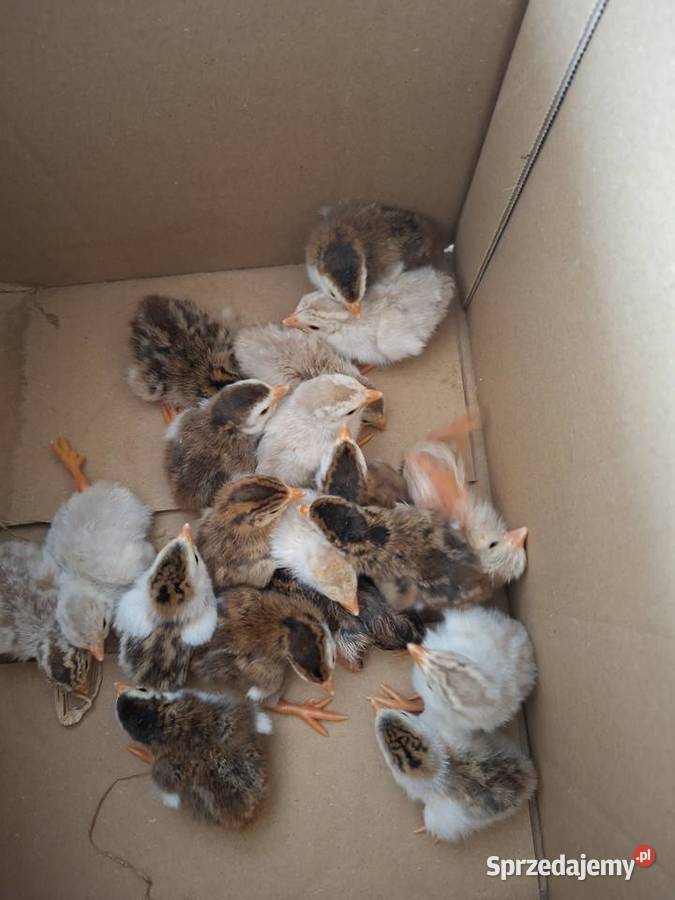 Sprzedam perliczki pomorskie Skarszewy