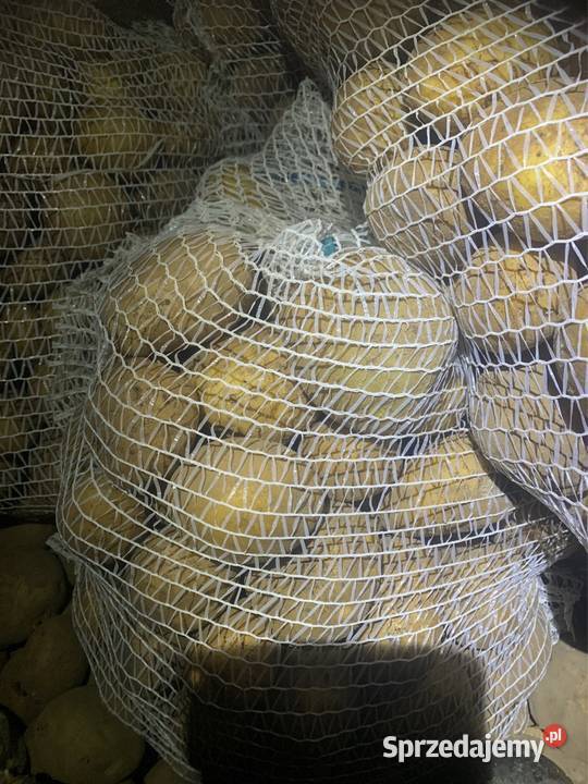 Ziemniaki jadalne Michalina Kokoszka