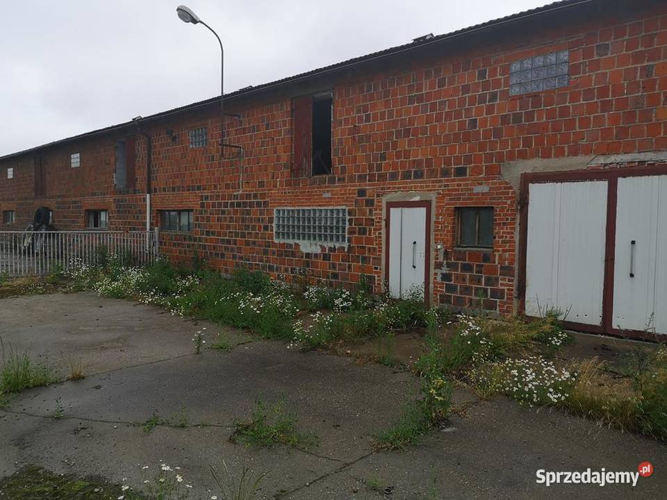 Magazyn Chlewnia 800 m Do Wynajęcia Okazja Swarzędz