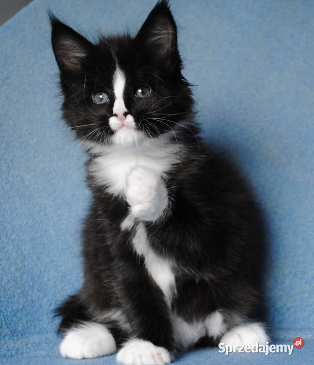 Piękne i duże kocurki maine coon dolnośląskie Brzezia Łąka